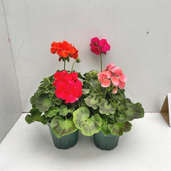 生花 ゼラニウムの人気商品 通販 価格比較 価格 Com