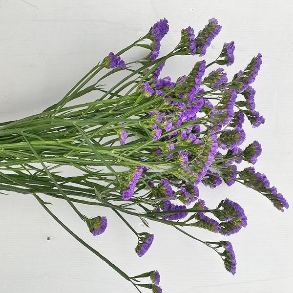 スターチス 花 生花の人気商品 通販 価格比較 価格 Com