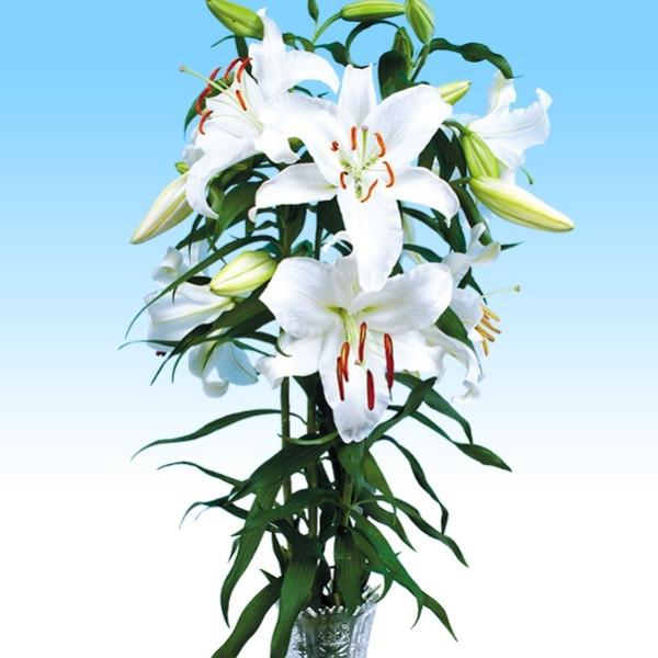 ユリ 切花 Diy 工具の人気商品 通販 価格比較 価格 Com