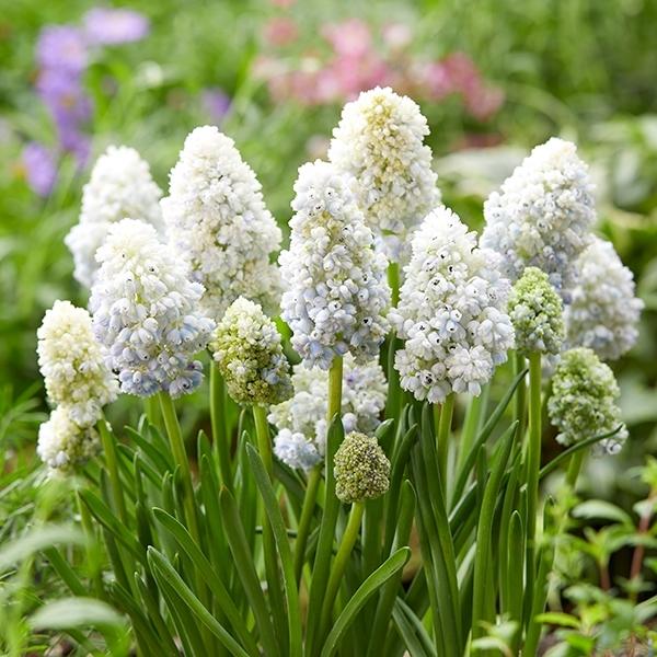 ●学名・英名Muscari armeniacum Double Beauty ●商品情報植えっぱなしOK!!寄せ植えや花壇の縁取りにも人気のムスカリ。特にチューリップとの相性抜群です。強健でてまいらず。ダブルビューティーはペパーミントの半八...