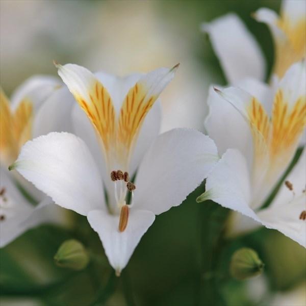 ●学名・英名Alstroemeria ligtu ●商品情報ユリ目ユリズイセン科ユリズイセン属。南米のアンデス山脈原産。原産地が夏冷涼で乾燥しているので、過湿を嫌います。なので地植えの場合、畝を約10cm立てましょう。酸性土壌を嫌うので苦土...