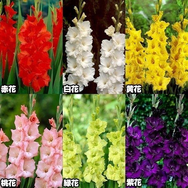 球根 グラジオラスの人気商品 通販 価格比較 価格 Com