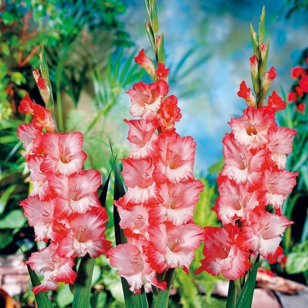 在庫処分セール 春植え球根 グラジオラス ピンクレディ 10球 22 Pori 0560 花と緑 国華園 通販 Yahoo ショッピング