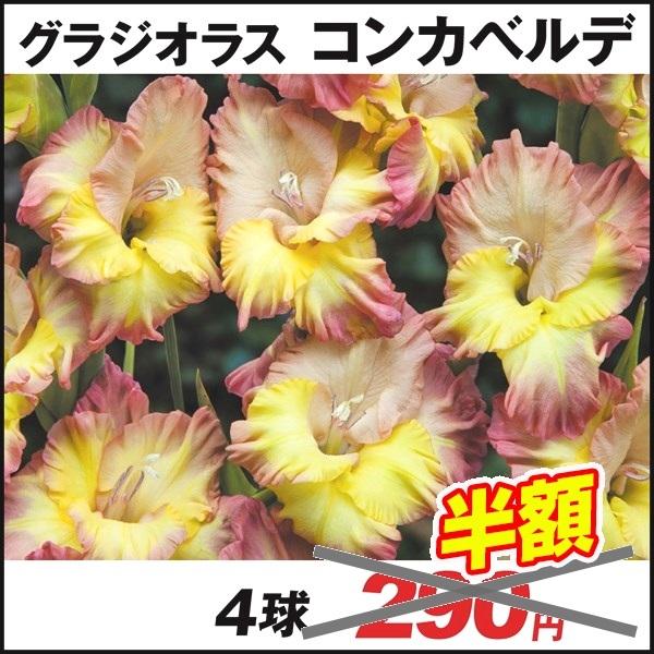 在庫処分セール 春植え球根 6種42球 グラジオラス 各7球 新品種セット 高品質の激安 グラジオラス