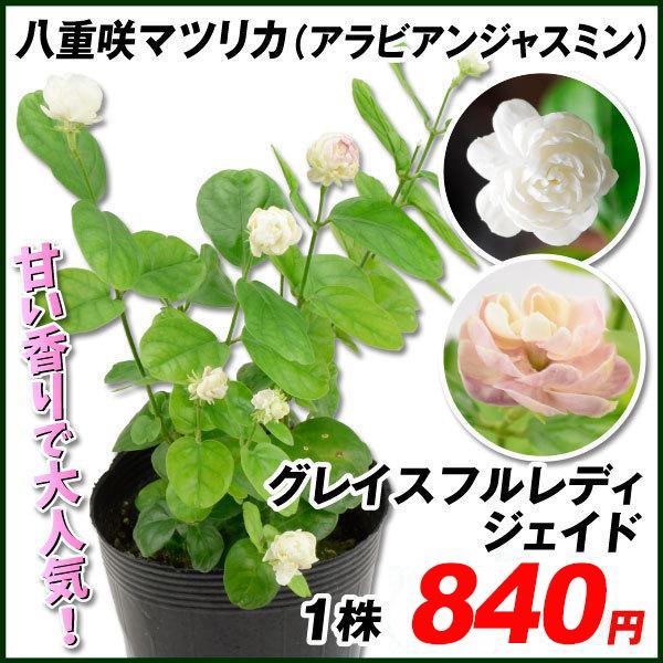 八重咲マツリカ アラビアジャスミン 苗 グレイスフルレディ ジェイド 1株 茉莉花 花苗 22 Pori 0709 花と緑 国華園 通販 Yahoo ショッピング
