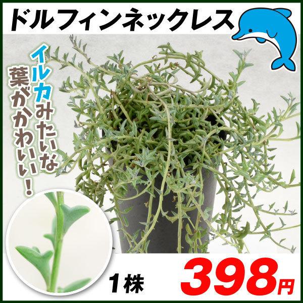 観葉植物 ドルフィンネックレス 1株 22 Pori 0738 花と緑 国華園 通販 Yahoo ショッピング