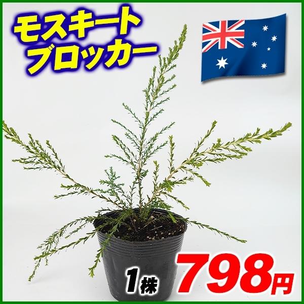 花木苗 観葉植物 モスキートブロッカー 1株 22 Pori 0742 花と緑 国華園 通販 Yahoo ショッピング