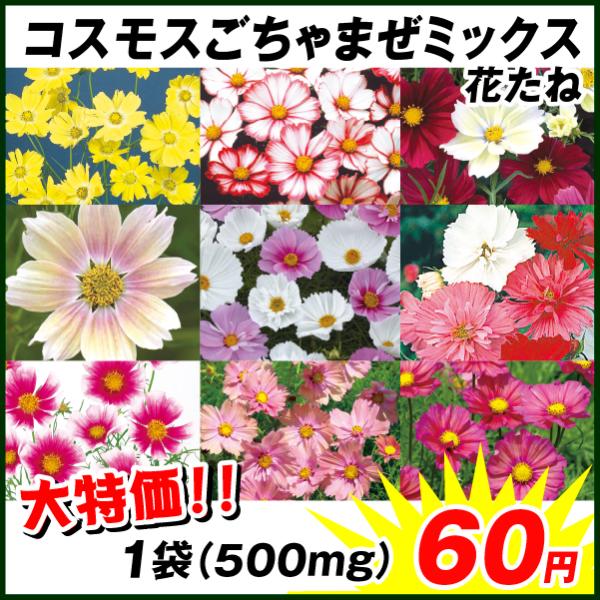 https://item-shopping.c.yimg.jp/i/l/kokkaen_2022-pori-0762