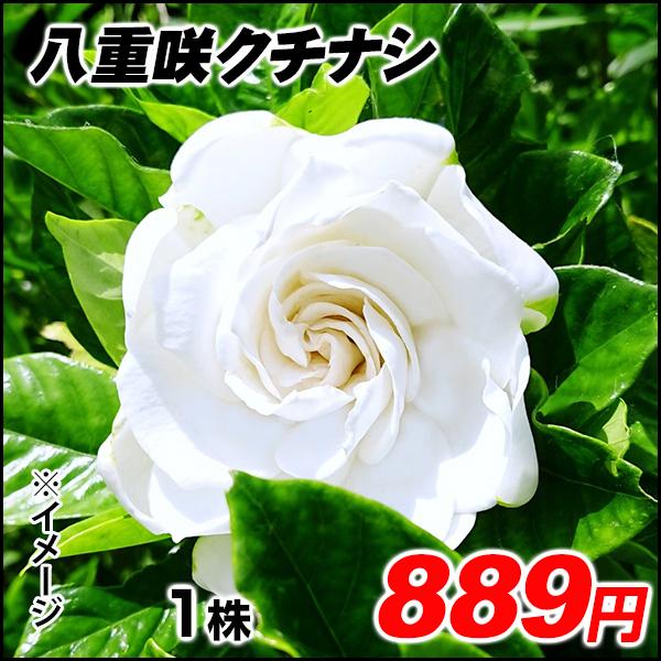 苗 クチナシ 植木 盆栽の人気商品 通販 価格比較 価格 Com