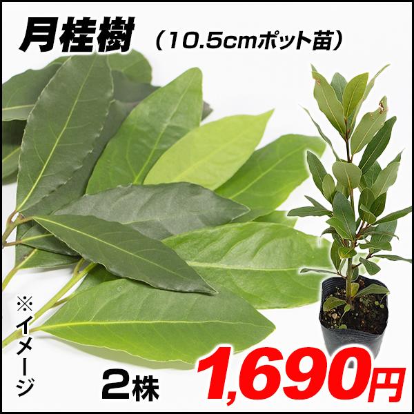 月桂樹 苗木 苗 10 5cmポット 2株 ゲッケイジュ ローリエ 庭木 植木 花木苗 22 Pori 0772 花と緑 国華園 通販 Yahoo ショッピング
