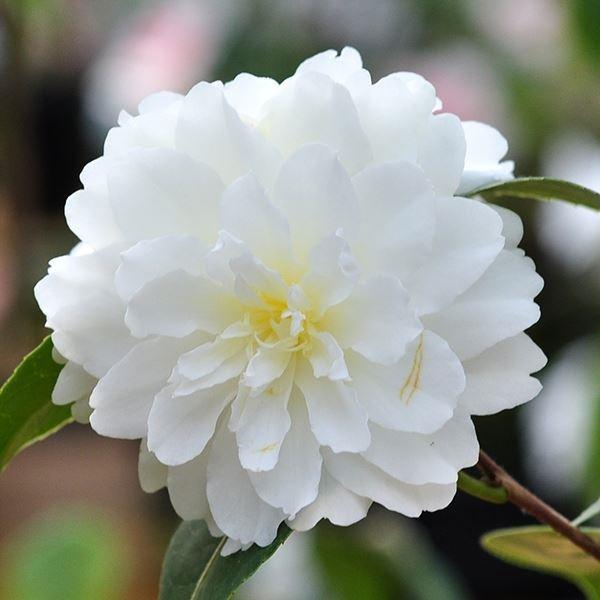 ●商品情報やや小ぶりですが、千重の白い花を咲かせます。   ●お届け状態挿木13.5cmポット苗   ●分類常緑樹   ●日照条件   日なた(幼木時は半日陰で管理)   ●栽培適地   庭・鉢・切花