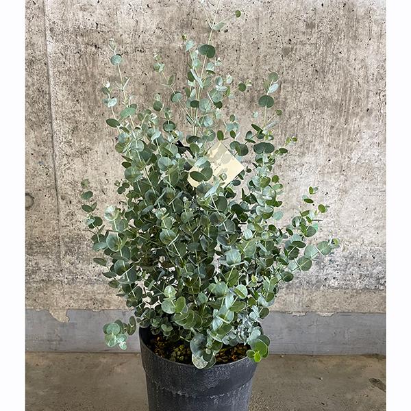 苗 ユーカリ 苗の人気商品 通販 価格比較 価格 Com