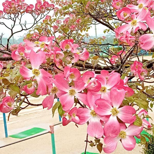 ●商品情報：ピンクの大輪の花、濃い緑の葉で、小さいときから花をつけ、非常に花つきがよいです。温度や湿度で開花する速さや色の濃淡が変化します。ハナミズキの中でポピュラーな品種です。●お届け状態：挿木1〜2年生15cmポット苗●分類：落葉樹●開...