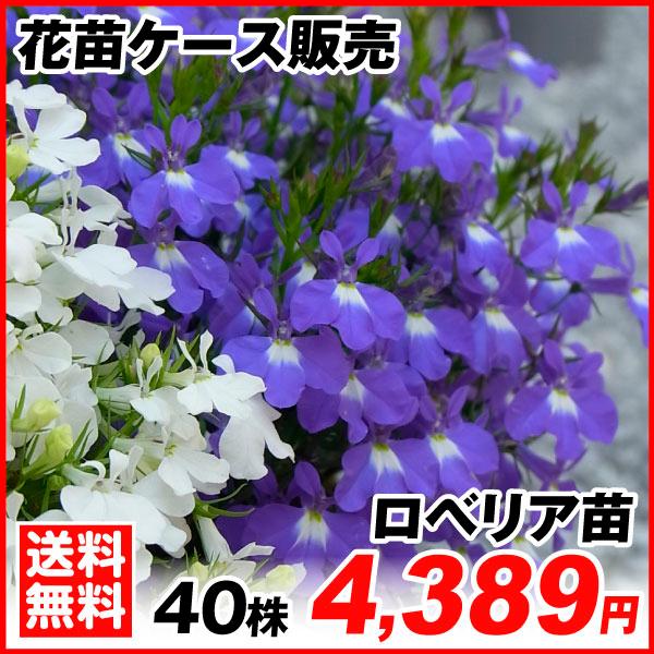 苗 ロベリアの人気商品 通販 価格比較 価格 Com