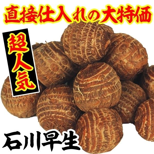 ●商品情報：肥大良く、豊産性の有名品種。ふっくらと丸いイモは豊かな風味でねっとりとした肉質。煮物にすると絶品の旨さ!皮離れも良く、調理しやすいのも嬉しいさといも。●お届け状態：種イモ●分類：早生●収穫期：9〜11月●日照条件：日なた、半日陰...