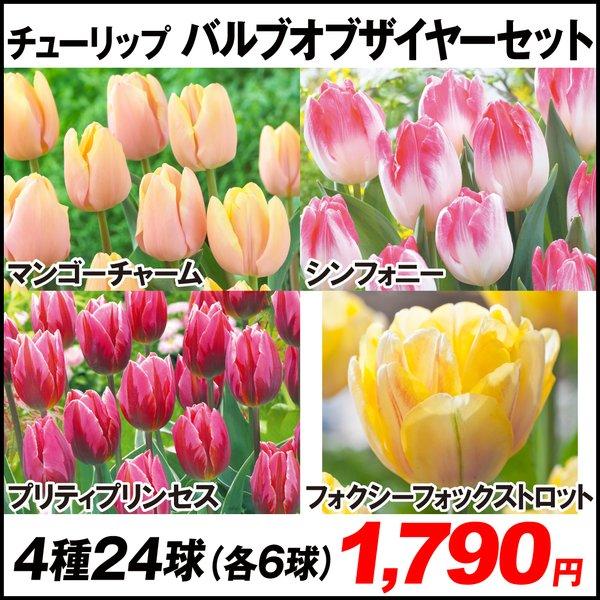 チューリップ 種 球根の人気商品 通販 価格比較 価格 Com