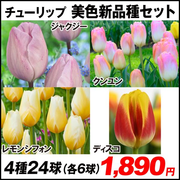 チューリップ 種 球根の人気商品 通販 価格比較 価格 Com