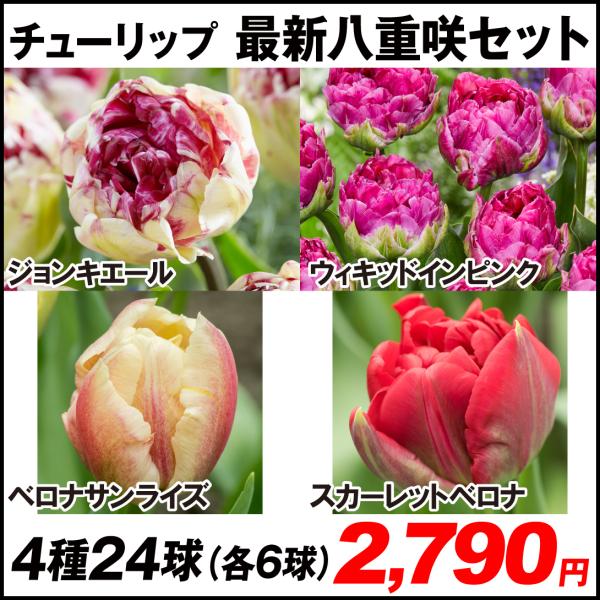 球根 チューリップ 八重 - 農業資材・ガーデニング用品の人気商品・通販・価格比較 - 価格.com 球根 チューリップ 八重 - 農業資材・ガーデニング用品の人気商品・通販・価格比較 - 価格.com