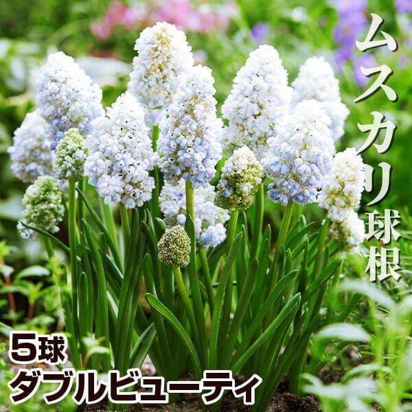 ●学名・英名：Muscari armeniacum Double Beauty●商品情報：寄せ植えや花壇の縁取りにも人気のムスカリ。特にチューリップとの相性抜群です。強健で手間いらずで植えっぱなしOK!! キジカクシ科。ダブルビューティーは...