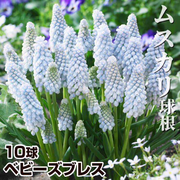 ●学名・英名：Muscari neglectum Babys Breath●商品情報：涼しげな水色花のムスカリ。寄せ植えや花壇の縁取りにも人気のムスカリ。特にチューリップとの相性抜群です。強健で手間いらずで植えっぱなしOK!! キジカクシ科...