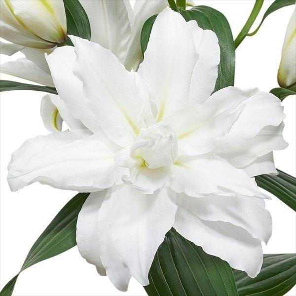 ●学名・英名：Lilium WhiteTornado●商品情報：ボリュームある純白の八重咲きオリエンタルユリ。良い香りがし、花粉も出なくて扱いやすい。●お届け状態：球根(開花見込みサイズ)●開花期：6-7月●草丈：中(80-120cm)●耐...