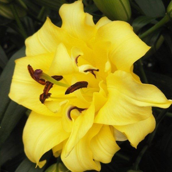 ●学名・英名：Lilium ExoticSun●商品情報：異国情緒溢れる佇まいが人気の八重咲きオリエンタルユリ。いい香りがする。花粉も出にくい。珍しい黄花八重咲きユリ。●お届け状態：球根●開花期：6-7月●草丈：中(80-120cm)●耐寒...