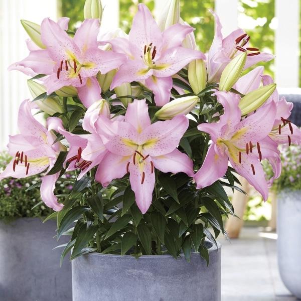 ユリ ベランダ 鉢植え向き 球根 スマートロマンス 12球 オリエンタルリリー 花ユリ 22n P0 0111 花と緑 国華園 通販 Yahoo ショッピング