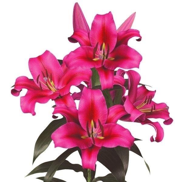 ●学名・英名：Lilium Palazzo●商品情報：良い香りがする赤いオリエンタルユリ。宮崎県の自社農場で大量生産＆徹底管理しており、安さ日本一に挑戦しているお買い得オリエンタルユリ!! ●お届け状態：球根(球周:26cm以上)●開花期：...