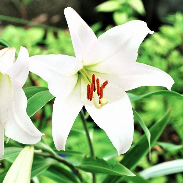 ユリ 新品種 八重咲き 特大3球根 数量限定ユリ 新品種 八重咲き 特大3球根 数量限定