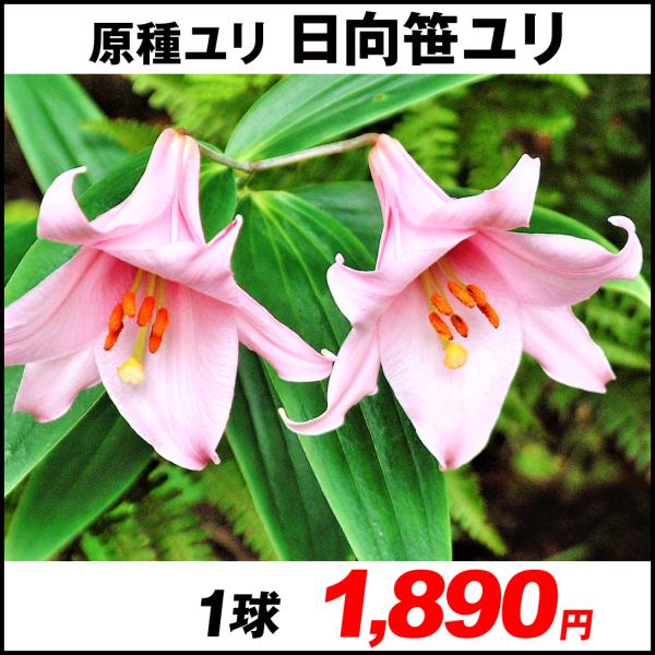 ササユリ 1年生 球根３０球 笹百合 Fodexpo Com Co