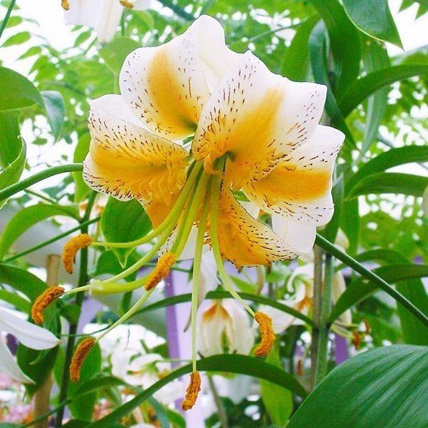 ●学名・英名：Lilium Lady Alice●商品情報：鹿の子ユリ系では珍しい配色の花。白花弁に映える黄橙色がステキ!●お届け状態：球根●開花期：7月中旬〜8月中旬●草丈：1〜1.5m●花径：10cm●耐寒性：強●日照：日なた・半日陰●...