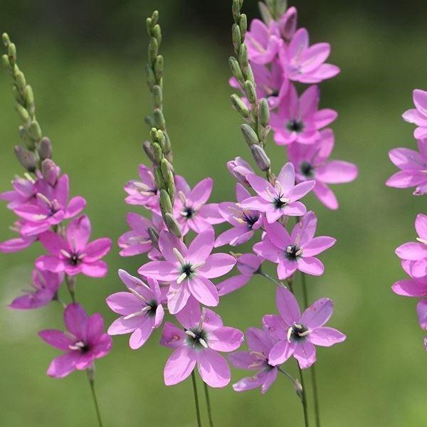 ●学名・英名：Ixia polystachya●商品情報：茎が強く切花にも最適なイキシア。アヤメ科。●お届け状態：球根 (小球性)●開花期(約)：4-6月●草丈(約)：30-60cm●耐寒性：中 ※冬は霜除けが必要●日照：日なた●栽培適地：...