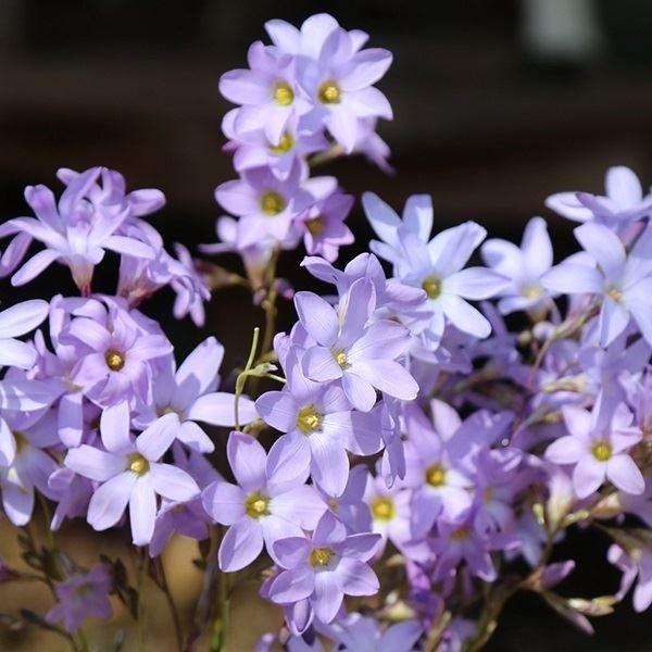 ●学名・英名：Ixia rapunculoides●商品情報：透明感のある花色が美しいイキシア。アヤメ科。●お届け状態：球根 (小球性)●開花期(約)：4-6月●草丈(約)：30-60cm●耐寒性：中 ※冬は霜除けが必要●日照：日なた●栽培...
