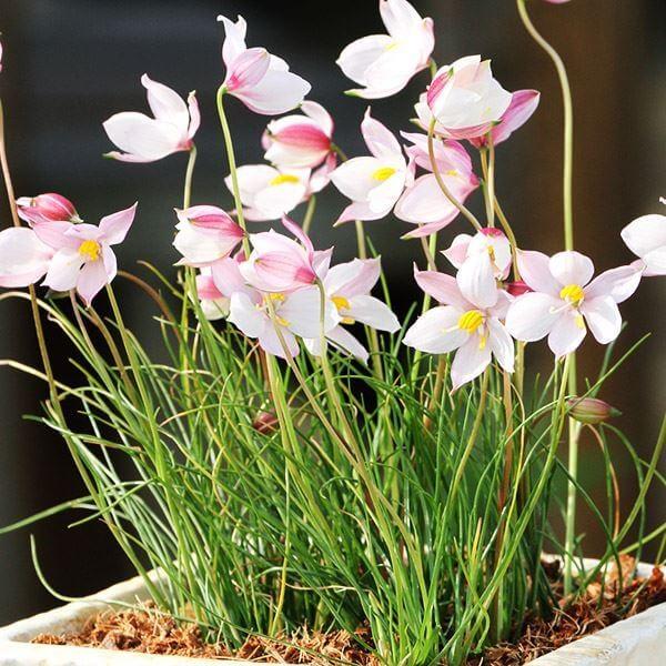 国華園 [メール便配送] 秋植え球根 キアネラ アルバ ピンク 3球