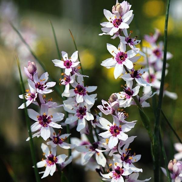 ●学名・英名：Wurmbea stricta (Dipidax triquetra)●商品情報：白色の花弁の中心が紅を帯びた花を穂状に咲かせます。イヌサフラン科。別名：ウルンベア●お届け状態：球根 (小球性)●開花期(約)：4-5月●草丈(...
