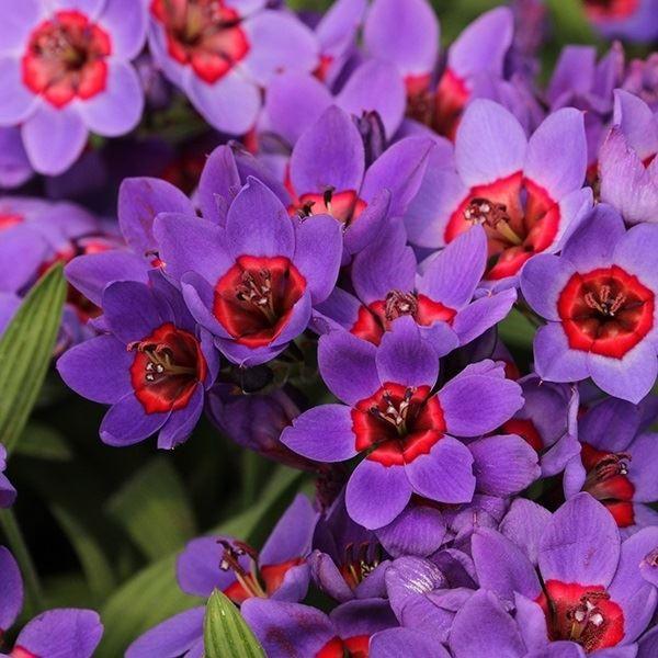 ●学名・英名：Babiana rubrocyanea●商品情報：青花弁の中心が赤色と、インパクトある鮮やかな花色の原種バビアナ。アヤメ科ホザキアヤメ属。原産地はアフリカ南部。●お届け状態：球根 (小球性)●開花期(約)：4-5月●草丈(約)...