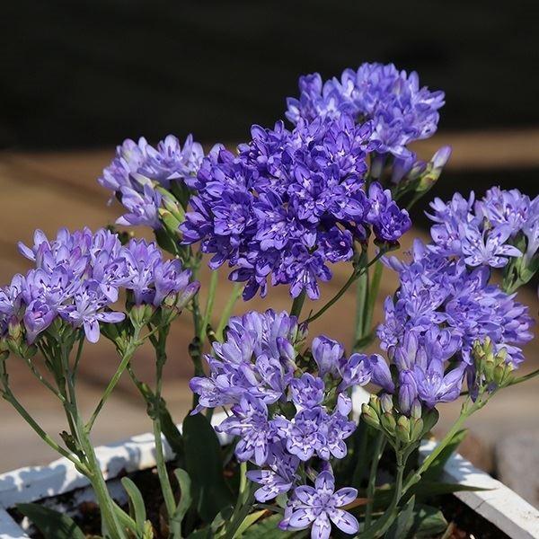 ●学名・英名：Lapeirousia Corymbosa●商品情報：淡い青色の小花を房状に咲かせるラペイロージア。アヤメ科。原産地はアフリカ大陸南部。球根はとても小さいですが生育には問題ありません。●お届け状態：球根 (小球性)●開花期(約...