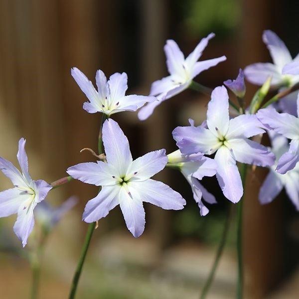 ●学名・英名：Leucocoryne Sphere●商品情報：透き通るような可憐な花は、切花アレンジに大活躍。甘い香りも特徴のリューココリーネ。ヒガンバナ科。原産地は南米、チリのアンデス山系。●お届け状態：球根 (小球性)●開花期(約)：4...