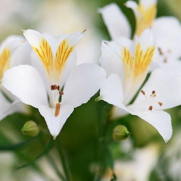 ●学名・英名：Alstroemeria ligtu●商品情報：アルストロメリアは切花として人気抜群!! ユリズイセン科。南米のアンデス山脈原産。●お届け状態：球根 (開花見込みサイズ)●開花期(約)：5-6月●草丈(約)：70-100cm●...