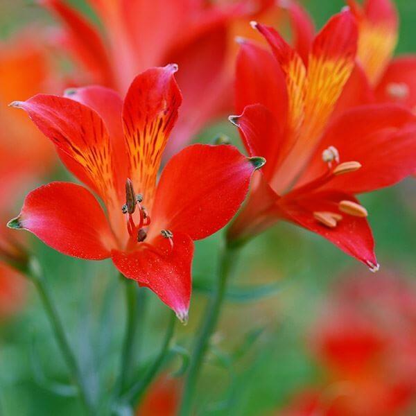 ●学名・英名：Alstroemeria ligtu●商品情報：アルストロメリアは切花として人気抜群!! ユリズイセン科。南米のアンデス山脈原産。●お届け状態：球根 (開花見込みサイズ)●開花期(約)：5-6月●草丈(約)：70-100cm●...