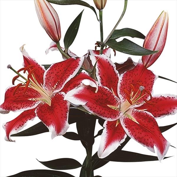 花ユリ 球根 スターファイター 30球 22n P0 0284 花と緑 国華園 通販 Yahoo ショッピング