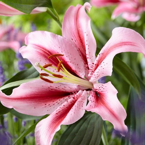 トップ 花の苗 オリエンタルユリ ソルボンヌ ユリ球根 1球 植物 観葉植物 インテリア 住まい 小物 11 272 Akreditasiteknikinformatika Ibm Ac Id