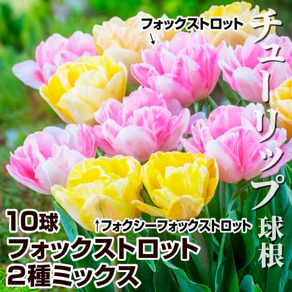 チューリップ 種 球根の人気商品 通販 価格比較 価格 Com