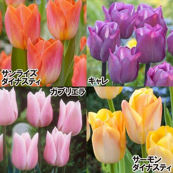 チューリップ 球根 ナイスカラーセット 4種24球 各6球 22n P0 0378 花と緑 国華園 通販 Yahoo ショッピング
