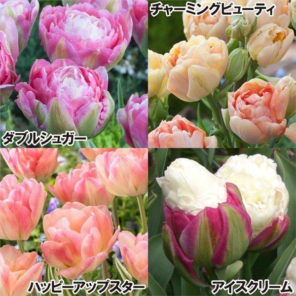 チューリップ 球根 八重咲bセット 4種24球 各6球 22n P0 03 花と緑 国華園 通販 Yahoo ショッピング