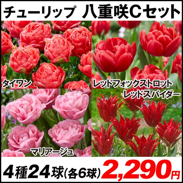 種 チューリップ球根の人気商品・通販・価格比較 - 価格.com 種 チューリップ球根の人気商品・通販・価格比較 - 価格.com