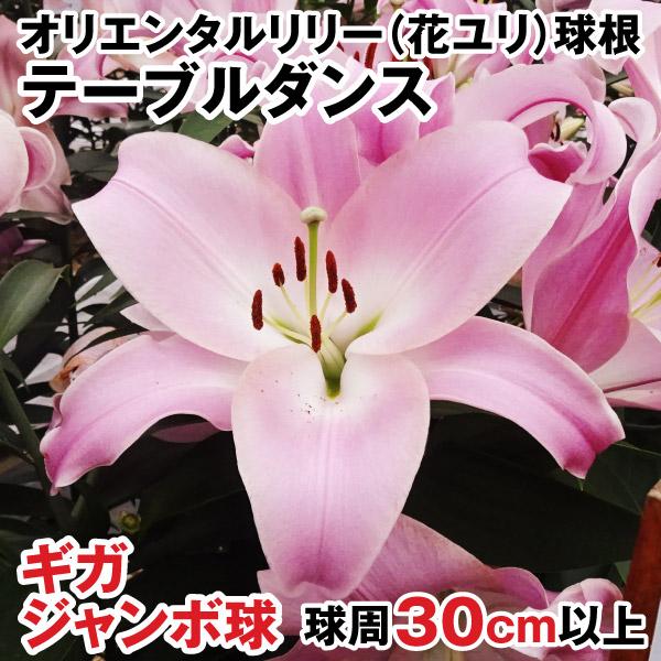 ●学名・英名：Lilium Table Dance●商品情報：球周30cm以上と超ビッグサイズの球根でお届け。育てやすく、しっかりとした花が咲きやすい大きな球根です。花径約25cmの立派な花を咲かせるオリエンタルユリ。OTハイブリッド。芳香...
