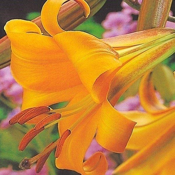 ●学名・英名：Lilium AfricanQueen●商品情報：病気に強く、とっても育てやすく放任栽培もできるユリ。鉄砲ユリのようなシャープな花姿で、オリエンタルユリほどの大輪花を咲かせます。球根が大きくなるにつれ、花数も増え花つき抜群!!...