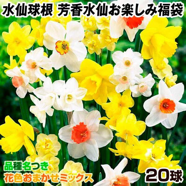 ●学名・英名：Narcissus●商品情報：香りまで楽しめる芳香水仙のミックス販売。何が咲くかは咲いてからのお楽しみ♪スイセンは育てやすく、植えっぱなしでも栽培でき、初心者にもおすすめです。●お届け状態：球根●開花期(約)：3-5月●草丈(...