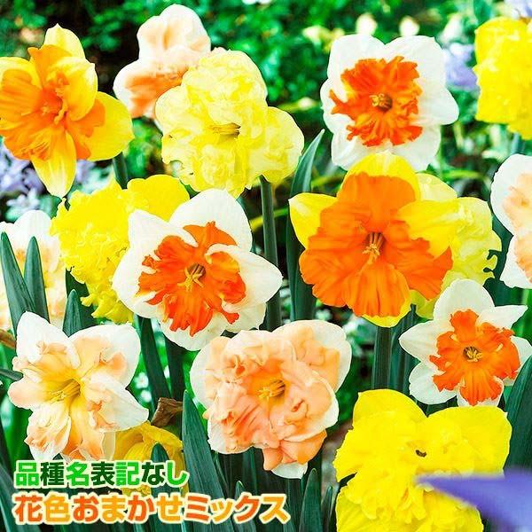 ●学名・英名：Narcissus●商品情報：存在感抜群のバタフライ咲き水仙のミックス販売。何が咲くかは咲いてからのお楽しみ♪スイセンは育てやすく、植えっぱなしでも栽培でき、初心者にもおすすめです。●お届け状態：球根●開花期(約)：3-5月●...